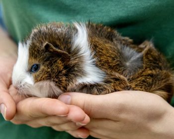 Rosetten-Meerschweinchen Kassandra