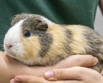 Glatthaar-Meerschweinchen  Pfeffer