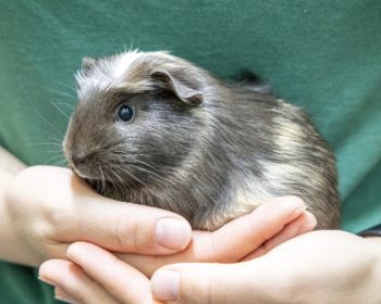 American Crested Gajus