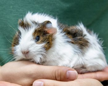 Rosetten-Meerschweinchen Kawaii
