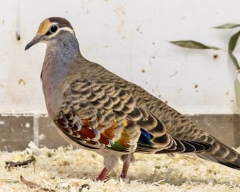 Vogel Bonze