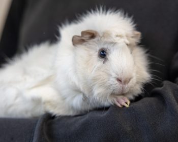 Rosetten-Meerschweinchen Willi Wirbel
