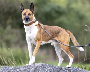 Hund Tabaluga