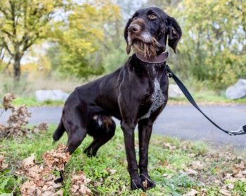 Deutsch Drahthaar Rainer Wahnsinn (Apoll vom Düwelsbarg)