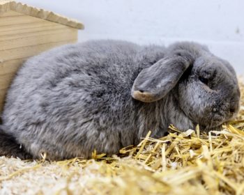 Widder Valter Longeo Heinrich