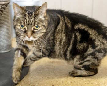 Britisch Kurzhaar - Mix Edna