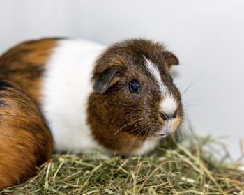 Kurzhaar-Meerschweinchen (Glatthaar) Frau Jensen