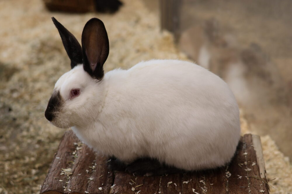 Zwergkaninchen-Mix Siam-Kaninchen