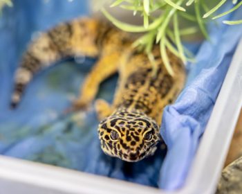 Leopardgecko  Franzi