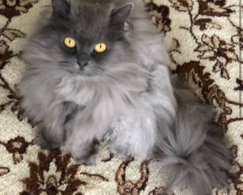 Angora Perser Birma Mix Mascha