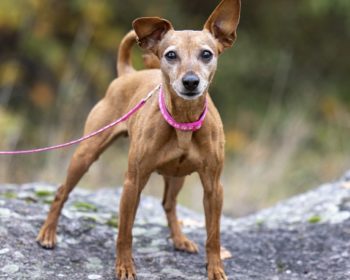 Zwergpinscher Donna