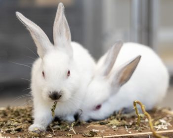 Kaninchen Junge Kaninchen