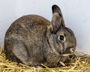 Zwergkaninchen  Naledi