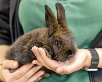 Zwergkaninchen  Fite