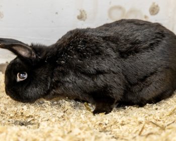 Zwergkaninchen  Zwerg Uralt