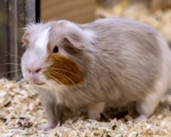 Glatthaar-Meerschweinchen Atréju