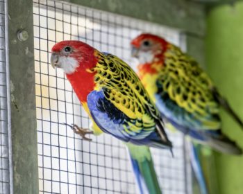 Rosellasittich Neptun & Tellus