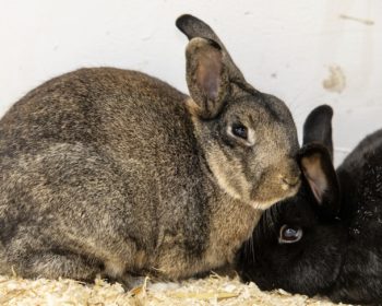 Zwergkaninchen  Frerk