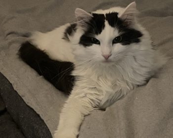 Katze Shiro