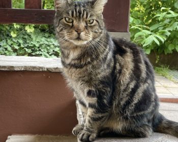 Katze Django