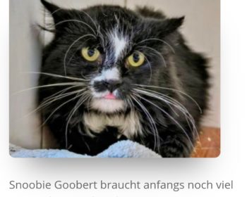 Katze Snoopie