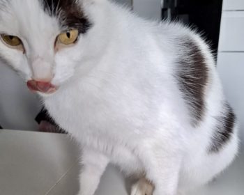 Katze Indira