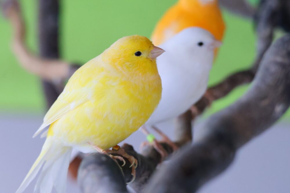 Kanarienvogel Kanarienvogel