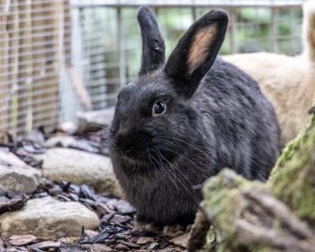 Zwergkaninchen  Peet