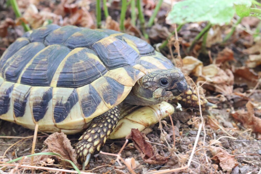 Griechische Landschildkröte Kipf