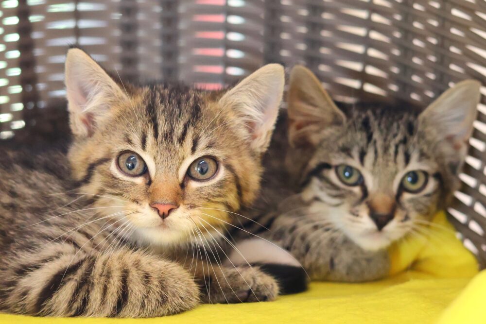 Europäisch Kurzhaar Kitten