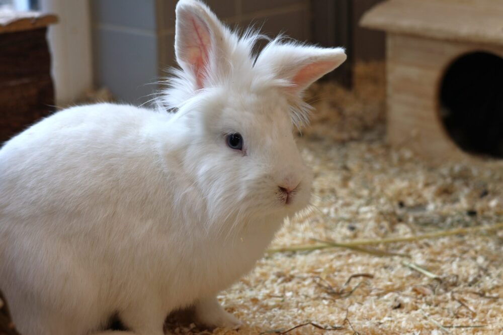 Löwenkopf-Mix König Puschelo