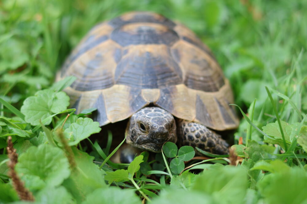 Landschildkröte Kräuterbaguette
