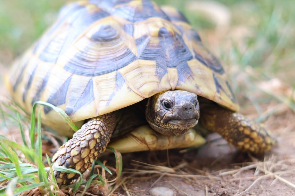 Griechische Landschildkröte Krümeline