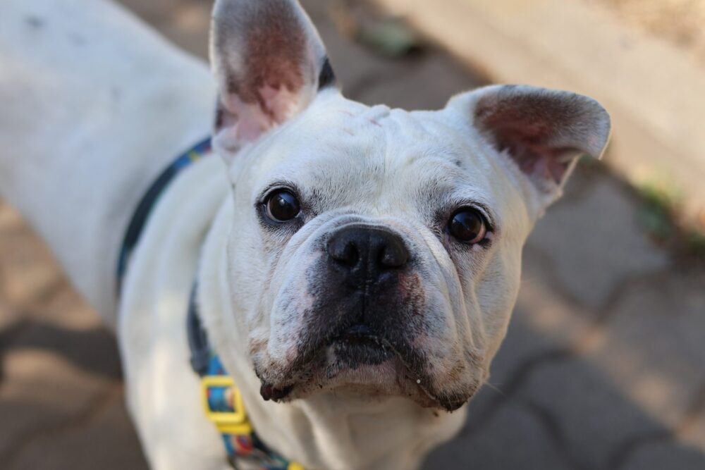 Französische Bulldogge Labubu
