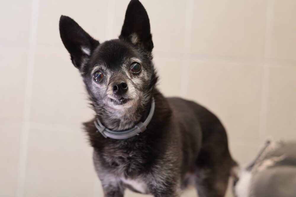 Chihuahua Lillifee