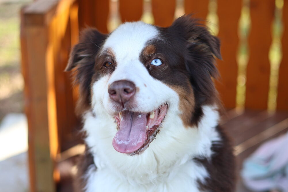 Australian Shepherd Ludi