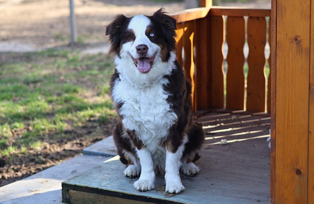 Australian Shepherd Ludi