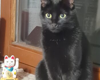 europäische Kurzhaarkatze Luzi