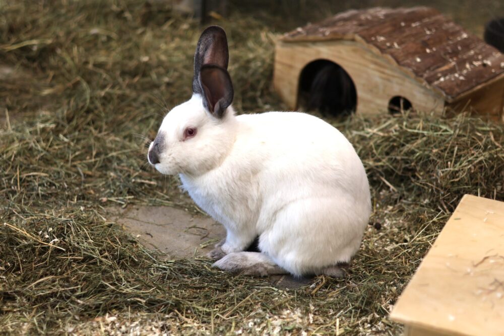 Zwergkaninchen Meerrettich
