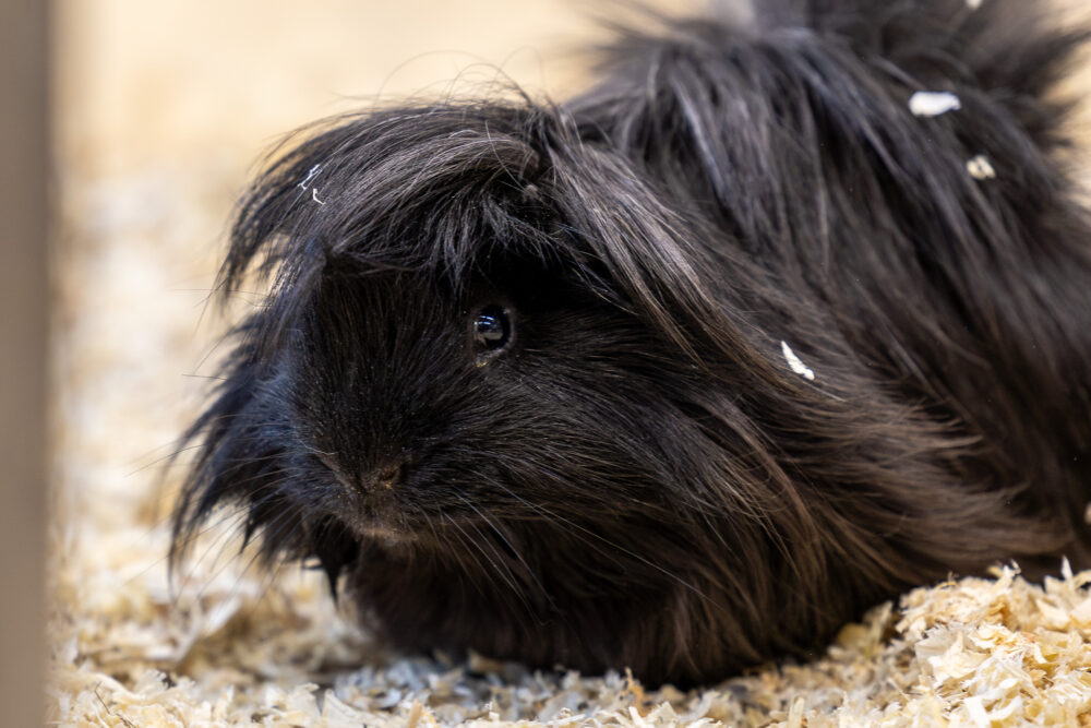 Langhaar-Meerschweinchen  12 Langhaar-Meerschweinchen
