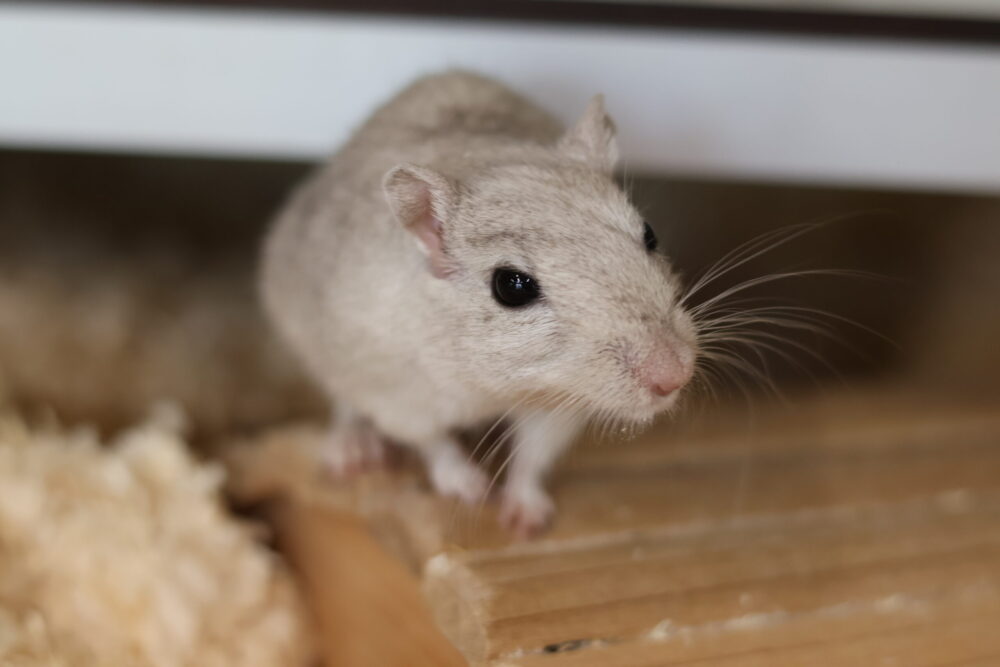 Mongolische Wüstenrennmaus Nebula