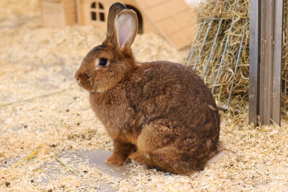 Deutscher Riese-Mix Nillie