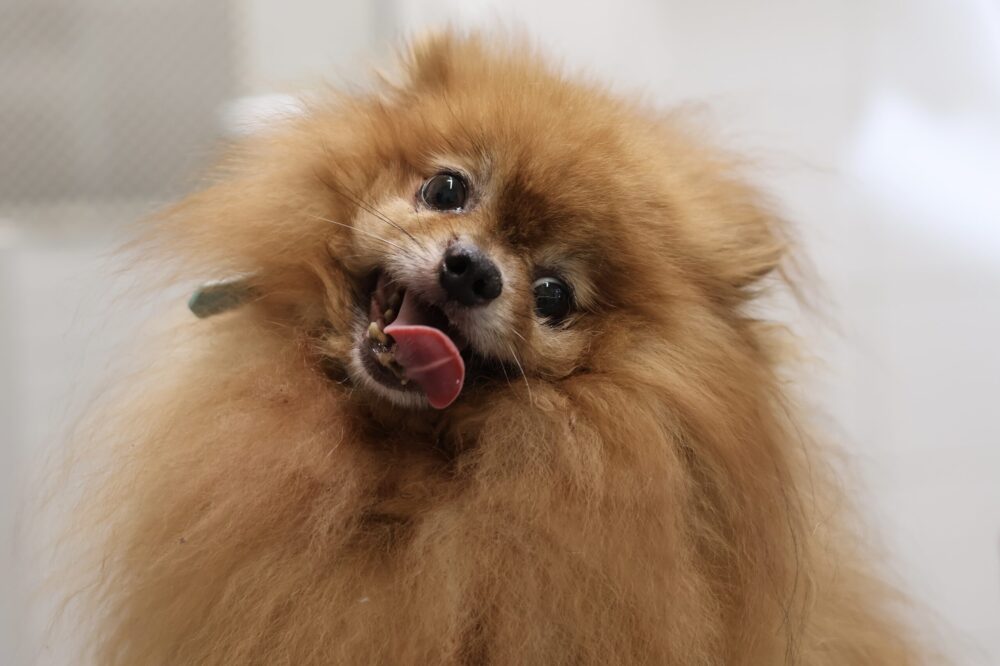 Zwergspitz Pawter