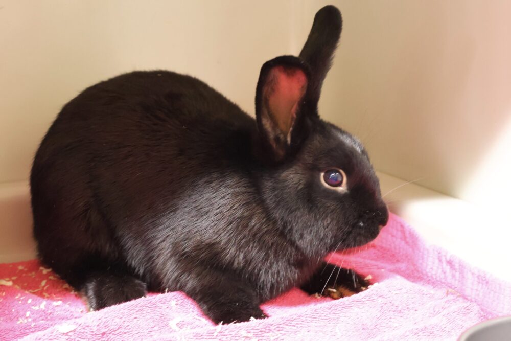 Zwergkaninchen Pippi