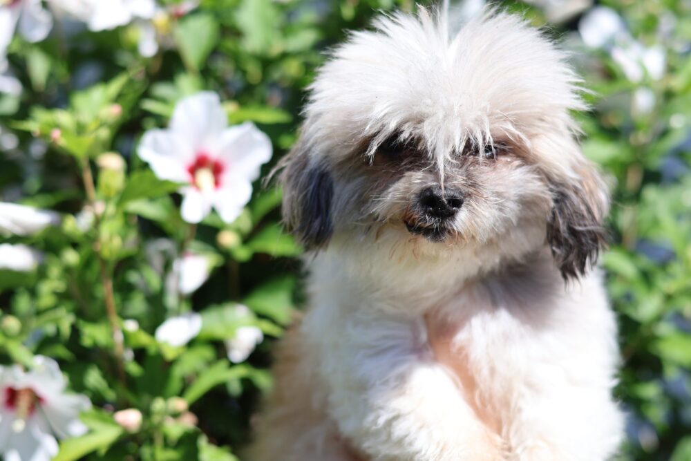 Shih-Tzu Puffin