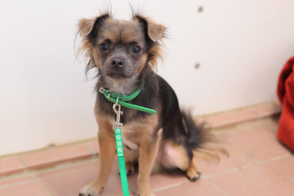 Chihuahua Quasi