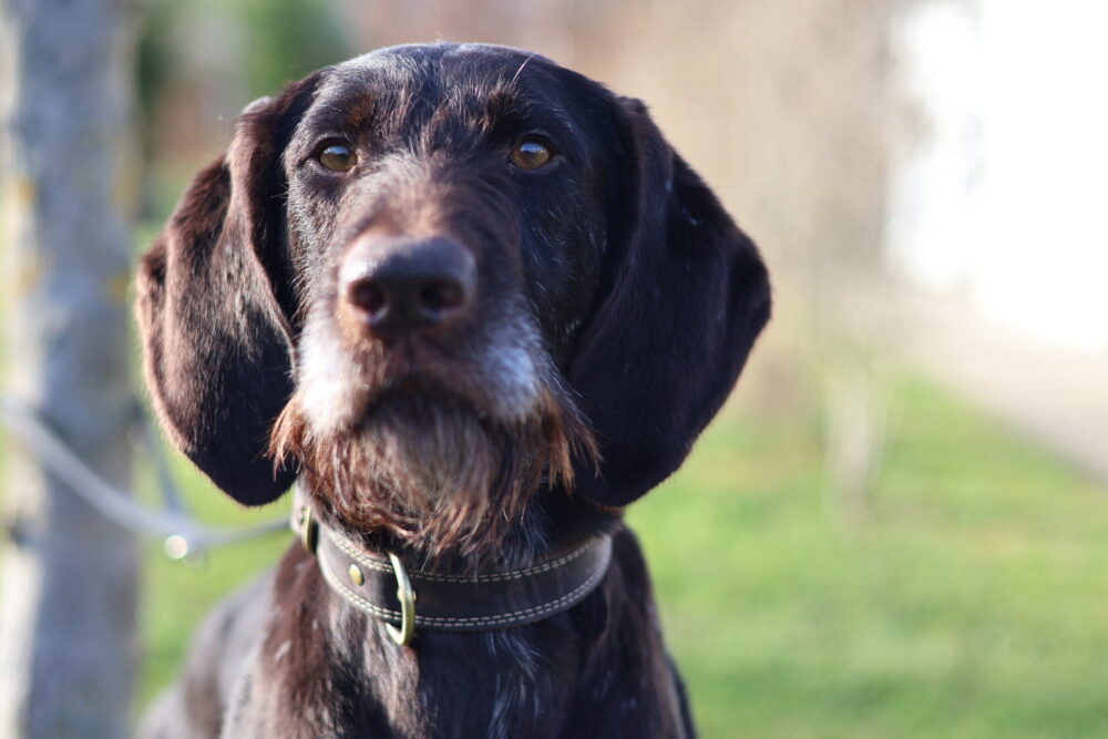 Deutsch Drahthaar Rainer Wahnsinn (Apoll vom Düwelsbarg)