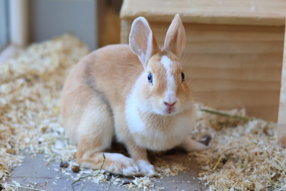 Zwergkaninchen Rambini