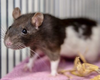 Farbratte  Farbratten