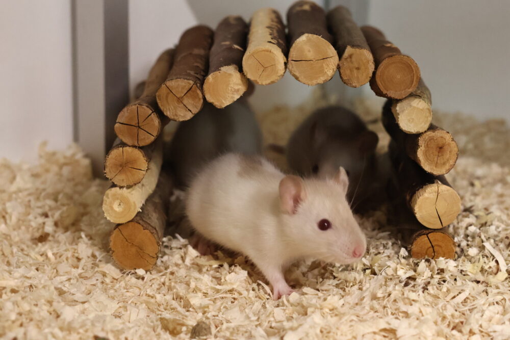 Farbratte junge Farbratten